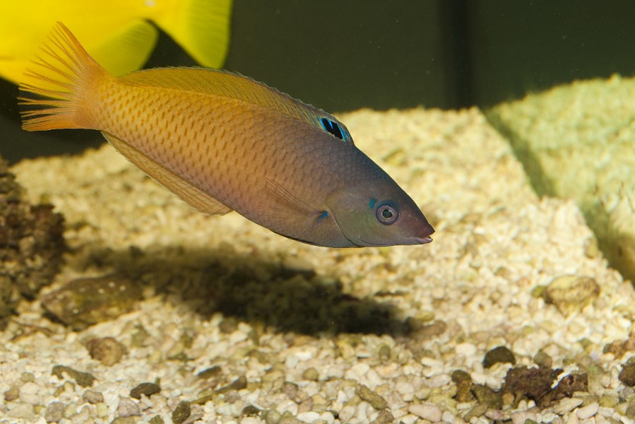 Wrasse in Aquarium, tropical fish